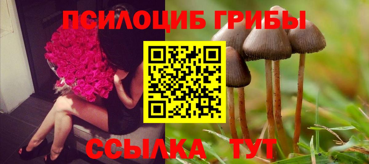 Псилоцибиновые грибы Psilocybe Йошкар-Ола